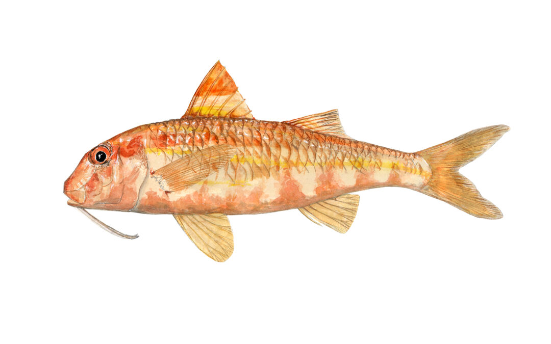 Ilustración e ilustración científica